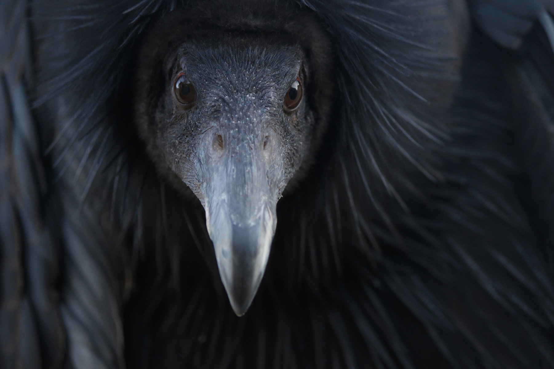 CONDOR DOLLY