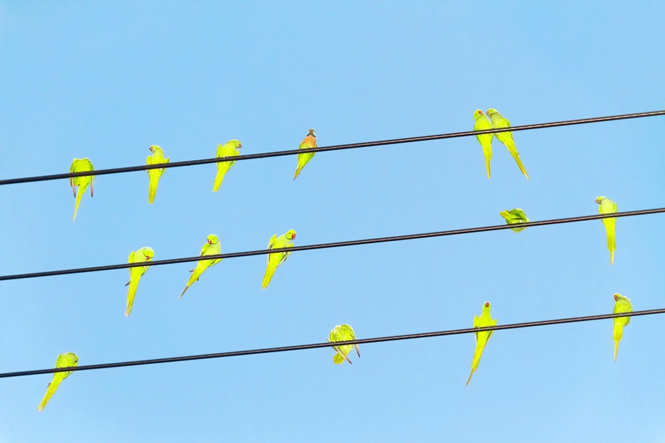Tokyo Parrots