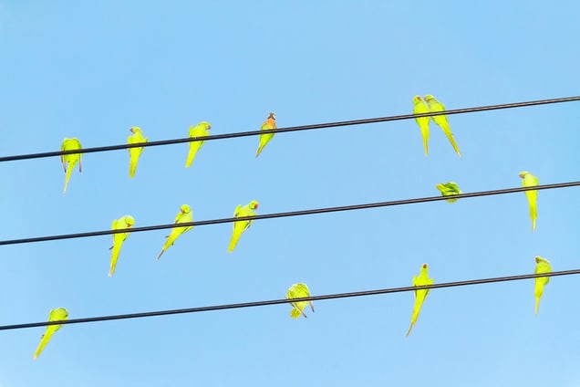From the photo series "Tokyo Parrots" © Yoshinori Mizutani