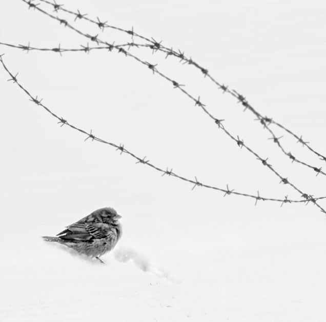 FREEDOM