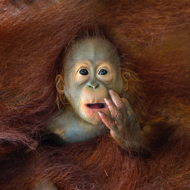 A baby Orangutang peeking out from his mother's embrace © Chin Boon Leng, Singapore. Shortlist, Nature & Wildlife, Open Competition. 2014 Sony World Photography Awards