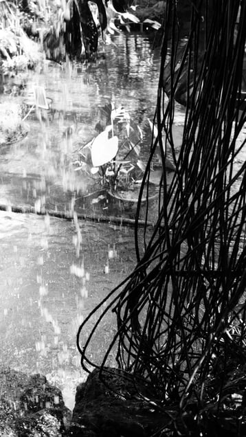 Like a jungle series-4