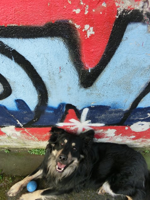 "DOGGYLICIOUS" "LE CHIEN DELICIEUX" "KÖSTLICHER HUNDEDELIKATESSENKÖTER"