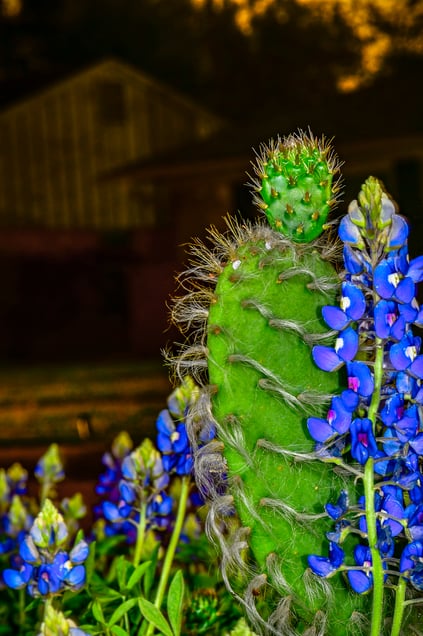 In Years, The "American Dream"