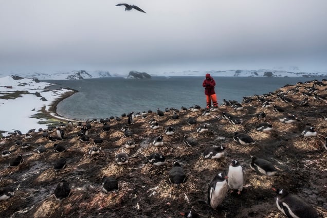A member of a German research team counts the number of penguin species and pairs as part of ongoing research on bird and penguin species in Antarctica; Fildes Bay, Antartica, 07 December 2015.