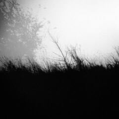 White Noise