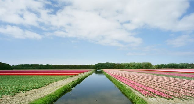 © Mischa Keijser (Netherlands) Bulb Fields.Honorable Mention, LensCulture Exposure Awards 2009