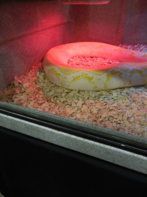 Snake