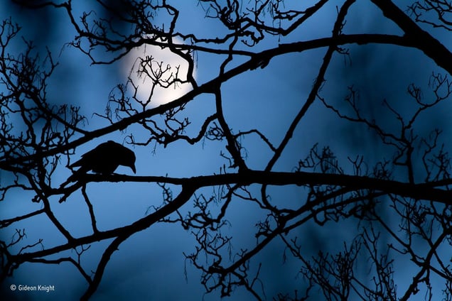 The moon and the crow  © Gideon Knight, UK. Winner, Young Wildlife  Photographer of the Year 2016.