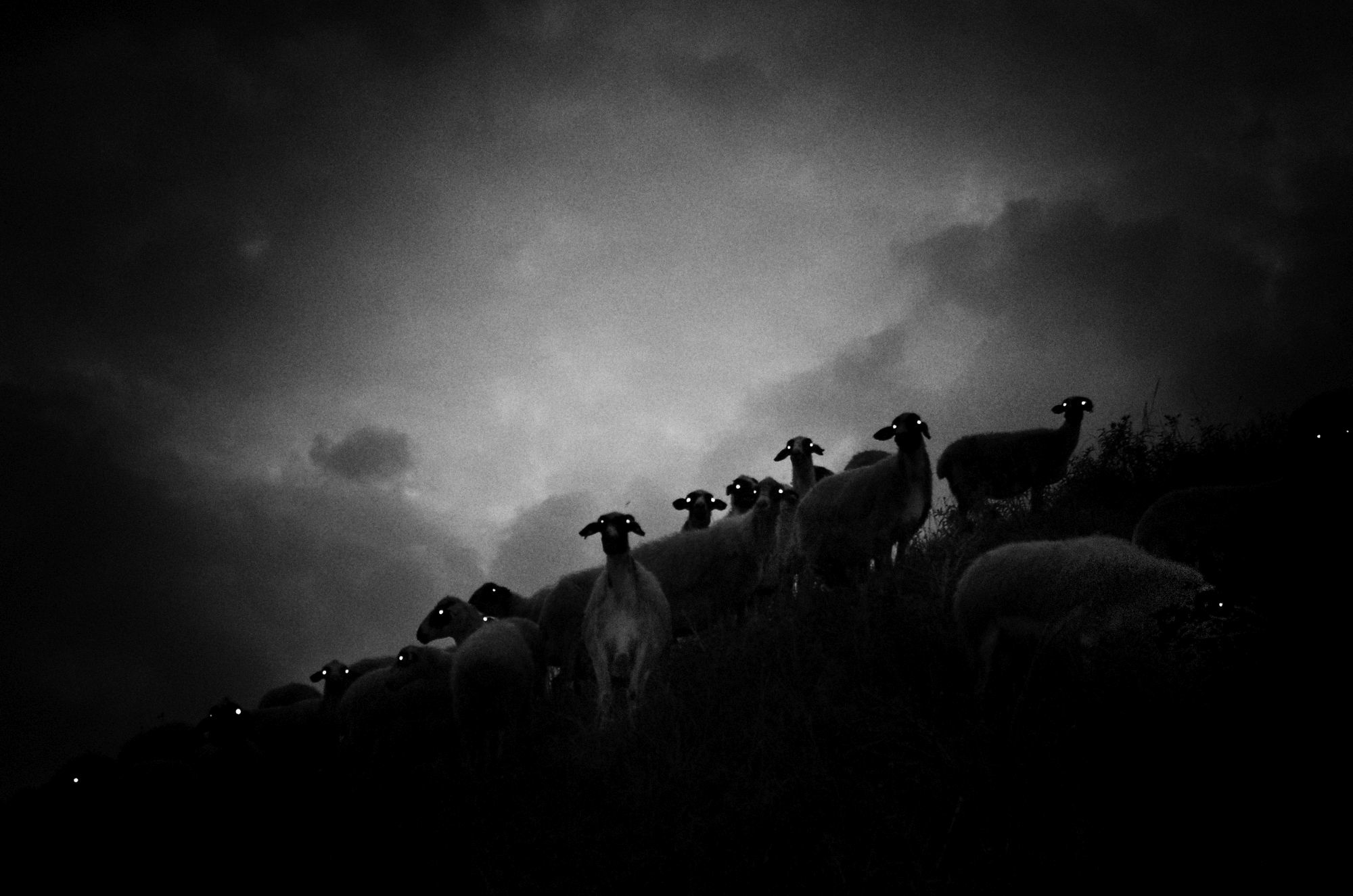 A raven's dream