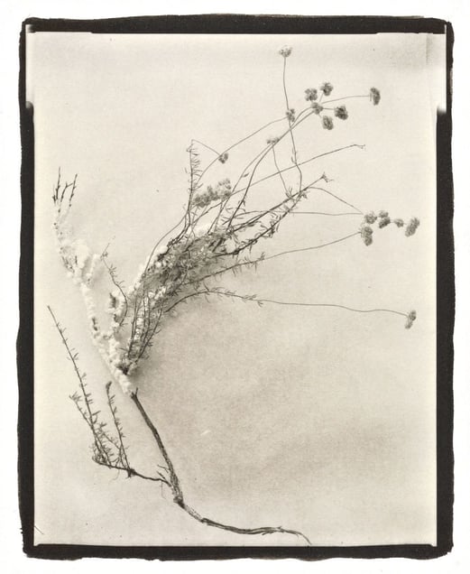 Botanical Specimen with Salt (Wildflower No. 4) © Claire A. Warden