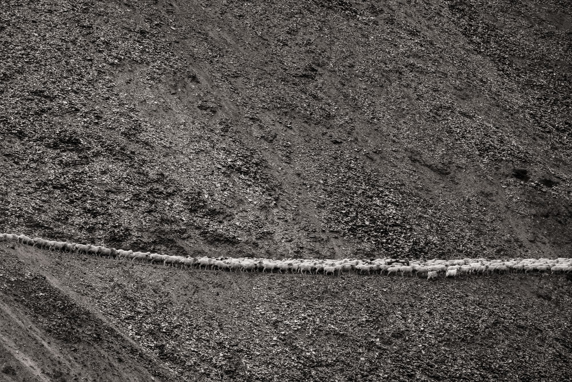 Sheep drive Tusheti, Georgia. Every year in the fall, just before the first snow arrives, shepherds gather their sheep to go on a long trek to the winter pastures in Vashlovani national park © Maurice Wolf
