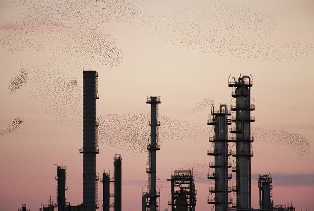 From the series "Refinery Flocks" © Massimo Cristaldi