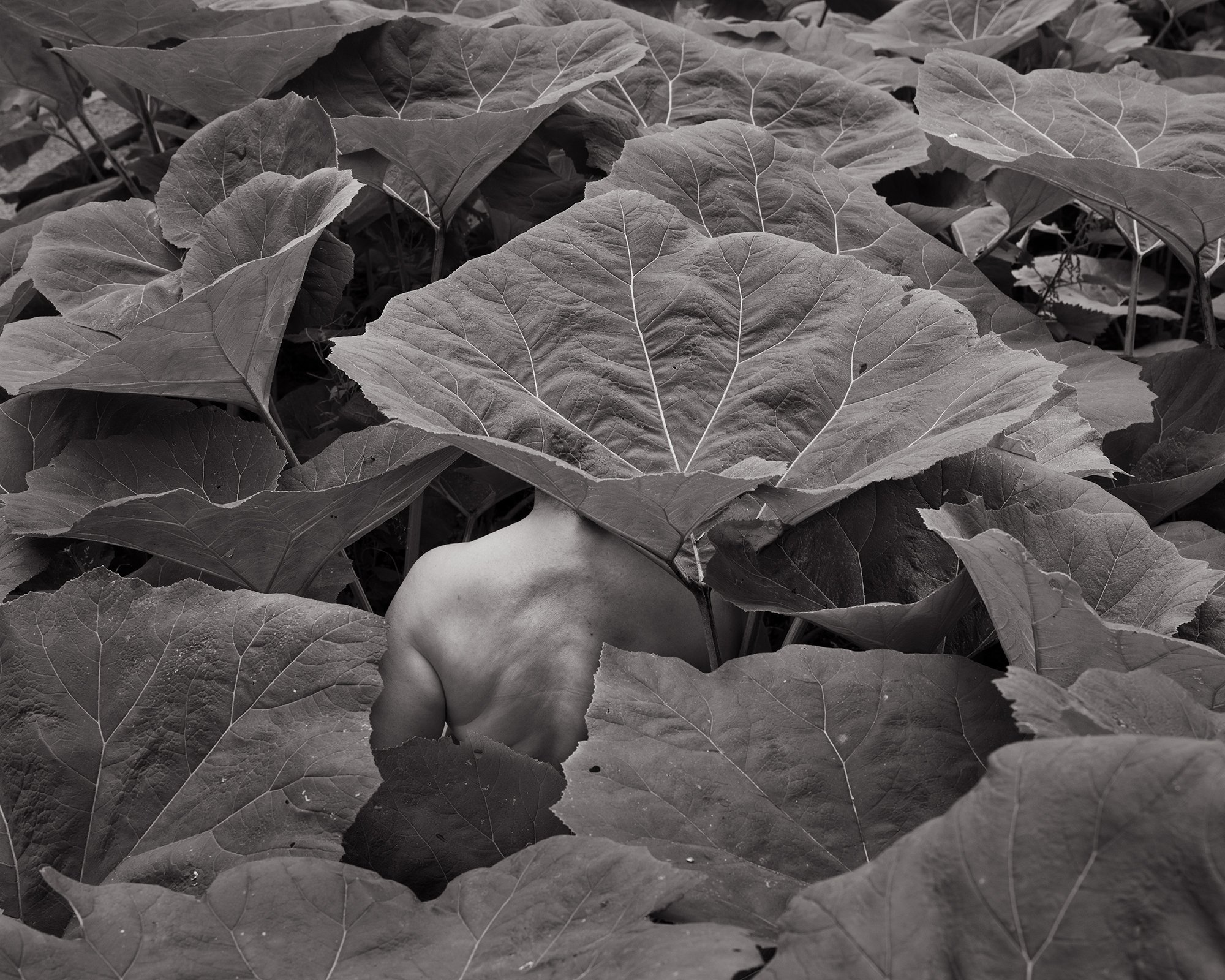 Grace in Petasites Japonicus, 2021 © Scott Offen