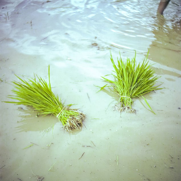 During rice planting season, mitini families support each other by providing labour. Their collaboration weaves a strong community fabric in these hilly villages, where agriculture remains manual and land is limited.