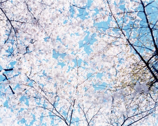 SAKURA N-14, 2002. Showing at Christophe Guye Galerie. Courtesy of PhotoLondon.