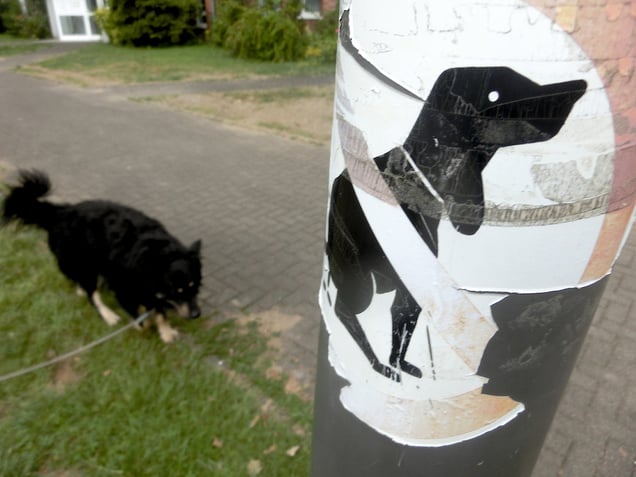 "BLACK DOG"