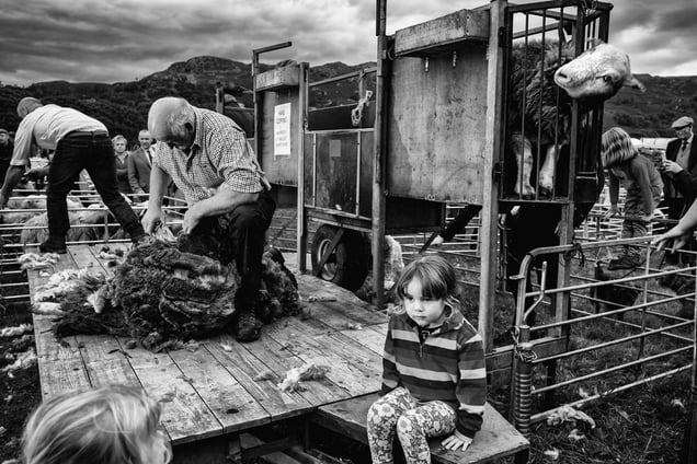 Sheep shearing the Herwicks.