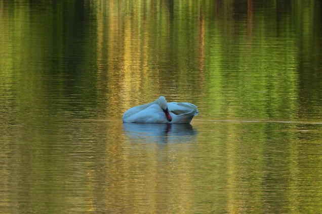 Tranquility