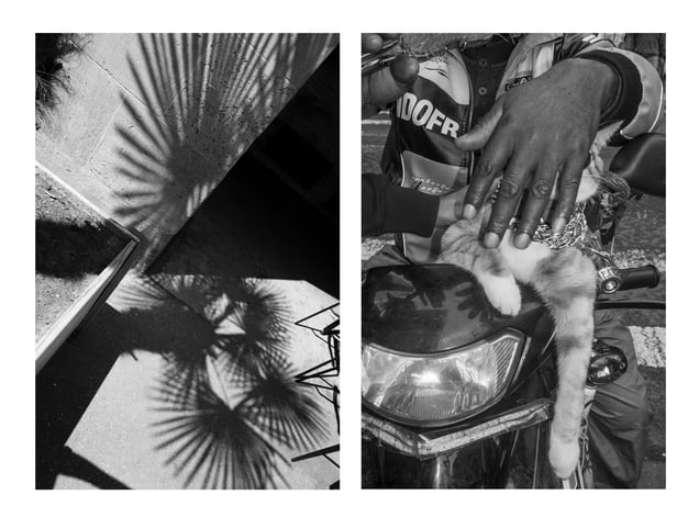 Palm/Paw