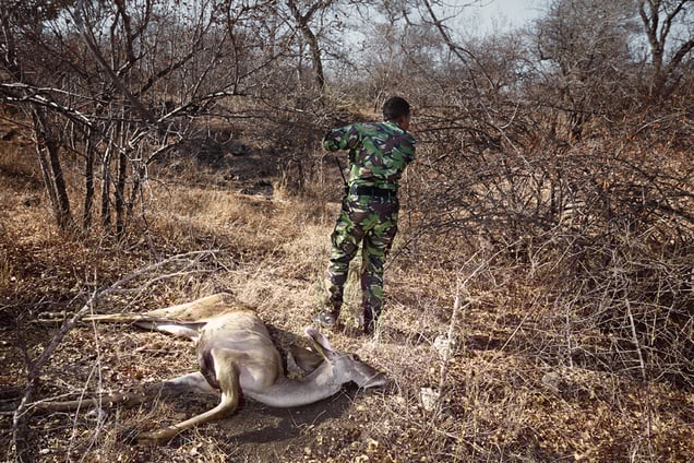 Black Mamba Yenzekile reports the location of a dead kudu