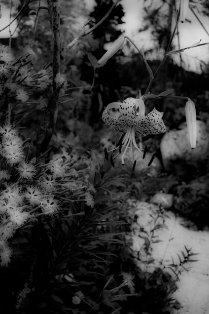 幽花　　Last fragrance