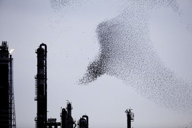 From the series "Refinery Flocks" © Massimo Cristaldi