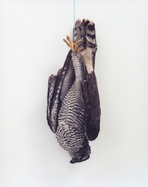 Sans Titre, 2013 © Eric Poitevin, Peter Freeman Inc.