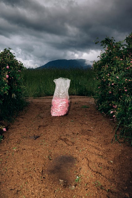 Sack filled with rose blossoms during the harvest. Bulgaria, 2025