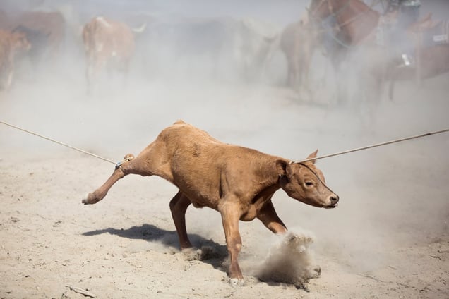 Gils roping. Jersey Valley, Nevada 2013
