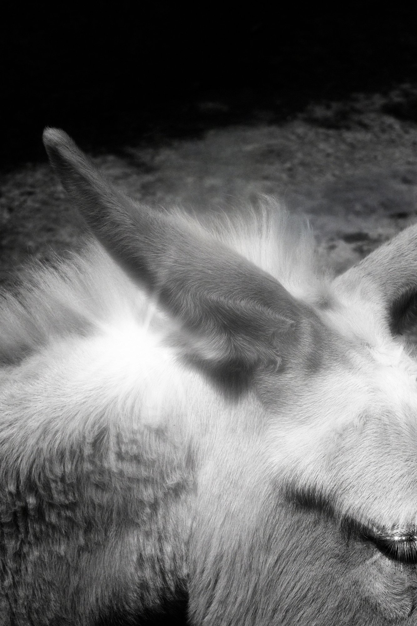 Chimera VIII © Stephanie O'Connor
