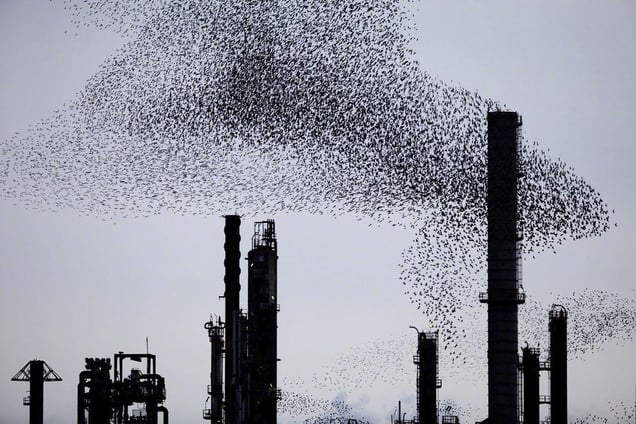 From the series "Refinery Flocks" © Massimo Cristaldi