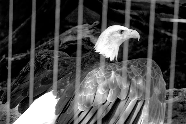 Eagle Eye sees everything