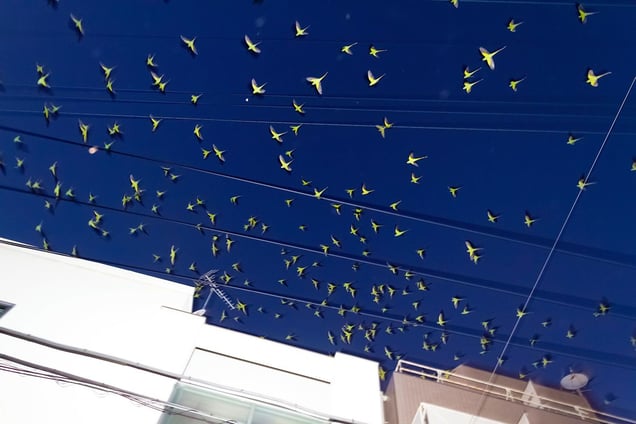 From the photo series "Tokyo Parrots" © Yoshinori Mizutani