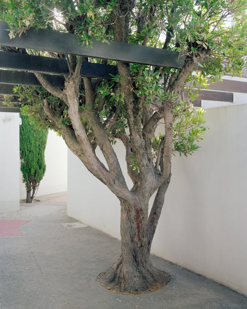 Arbre – “Le Calypso” – Le Couchant de La Grande Motte – 2019
Architect - Jean Balladur