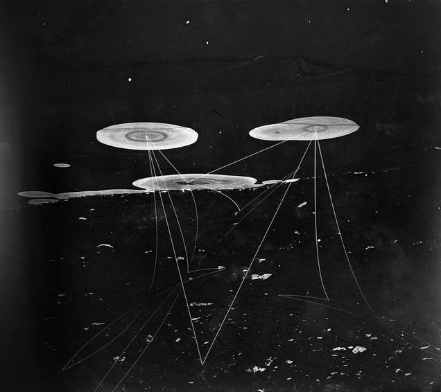 water lilies