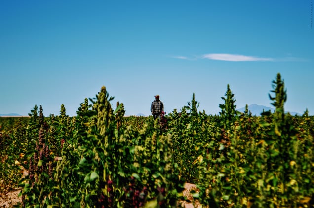 Fields of white quinoa