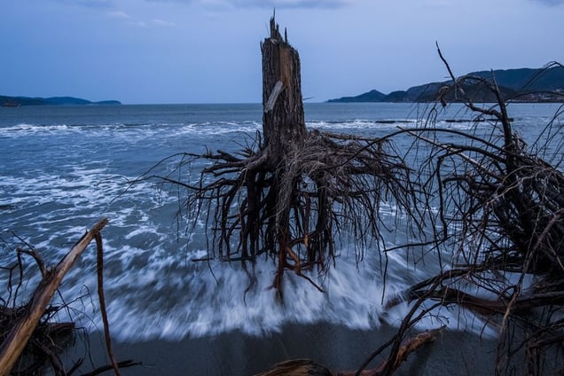 3rd Prize General News Stories © Daniel Berehulak, Australia, Getty Images. Japan After the Wave. 07 March 2012, Rikuzentakata, Japan. Pine trees uprooted during the tsunami lay strewn over the beach. One year later, areas of Japan most impacted by the earthquake and subsequent tsunami that left 15,848 dead and 3,305 missing, continue to struggle. Thousands remain living in temporary dwellings.