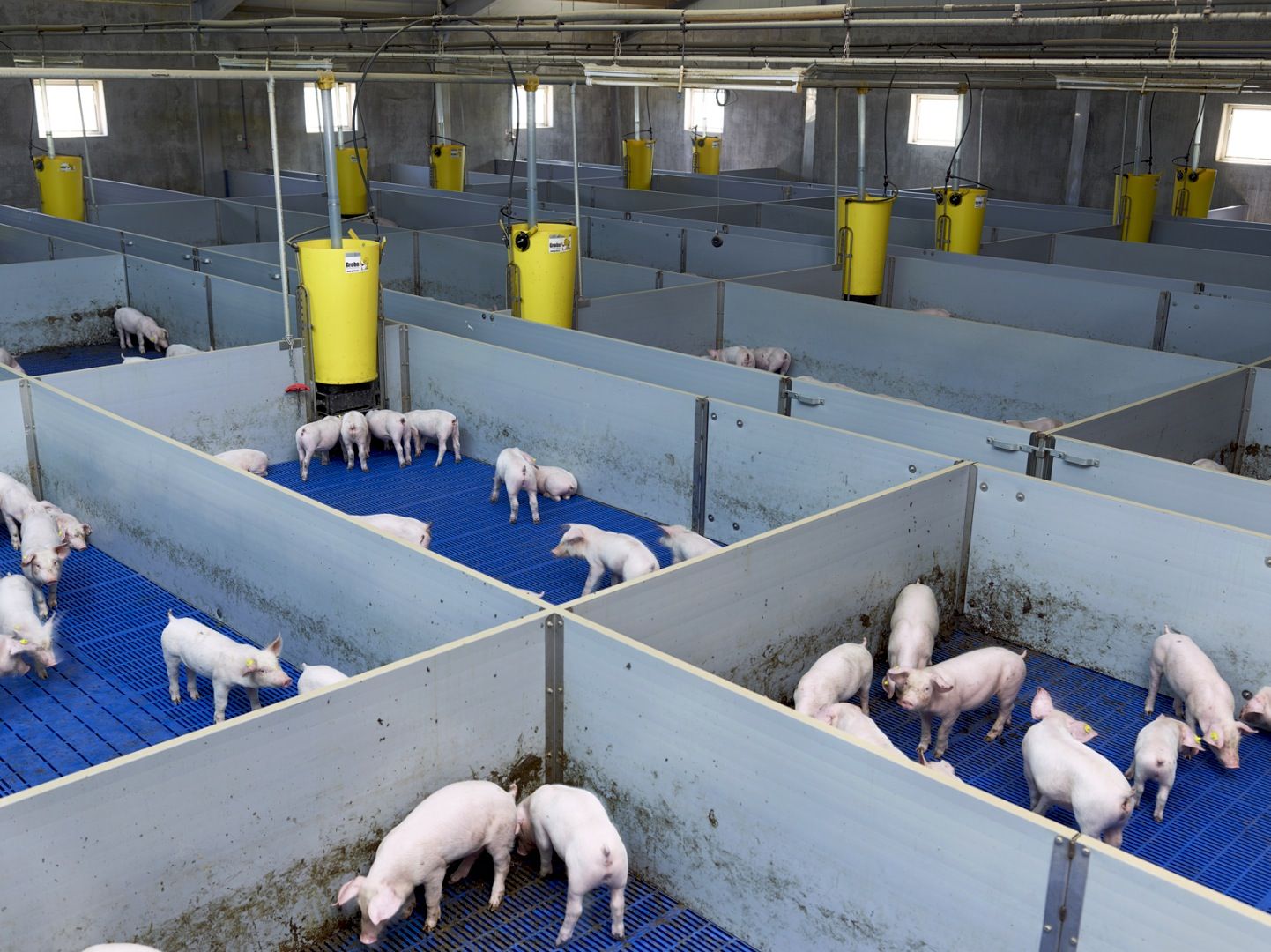 Commercial Nursery Pig Housing System