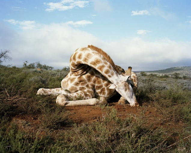 fallen giraffe, somerset east, eastern cape, south africa-from the series 'hunters'-David Chancellor