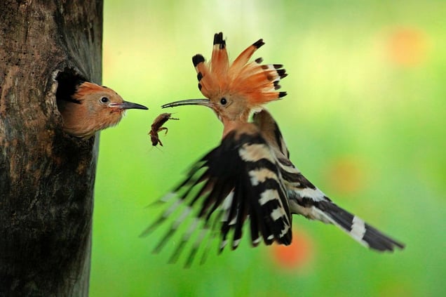 Anna Vadesz, Hungary. Shortlist, Youth Competition. 2014 Sony World Photography Awards