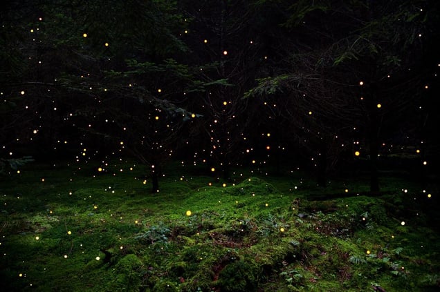 Stars 5. Showing at Crane Kalman Brighton. Courtesy of Photo London.