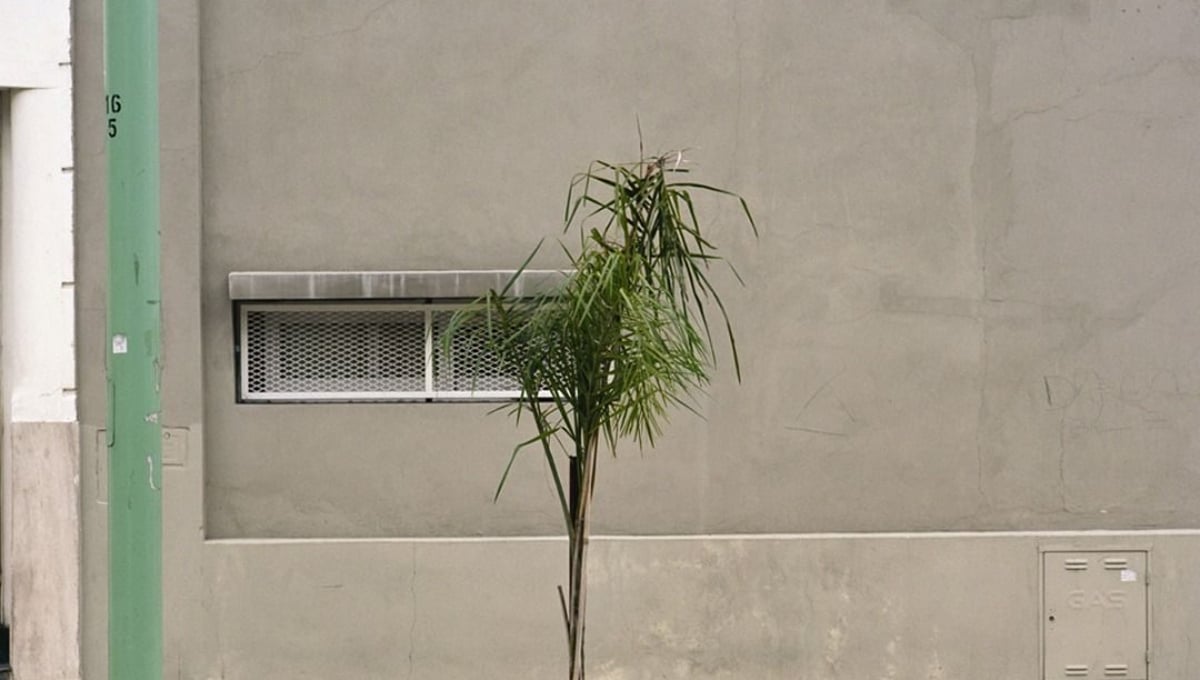 From the series Tree Portraits              © Emma Livingston