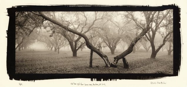 Old tree split from a heavy crop, Manteca, CA, 2002. © Chris McCaw