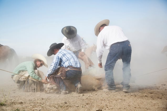 Branding in the bug dust. Jersey Valley, Nevada 2013