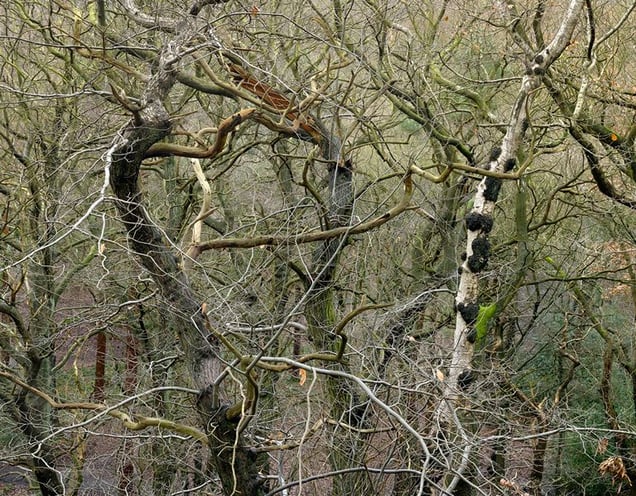 Ecclesall Wood #2-4 2010, from the series Chora, © Matthew Conduit. Honorable Mention, Lens Culture International Exposure Awards 2011