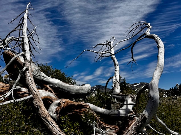 Weathered branches and clouds above the PCT on the Marble Mountain Rim IMG_0751