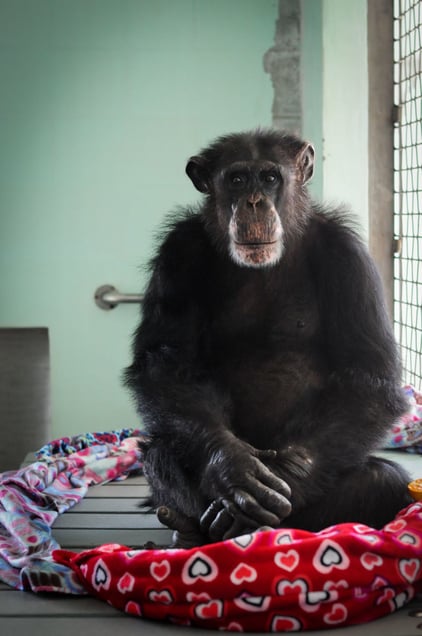 Ron at Save the Chimps - USA