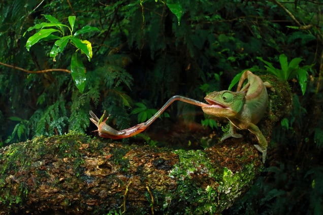 A Furcifer ambrensis female foraging for insects with extendable tongue;Montain d’Ambre, Madagascar, 29 November 2014.