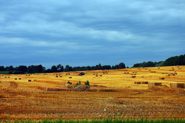 Wheat farm